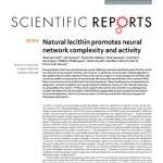 Natural lecithin promotes neural network complexity and activity