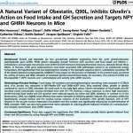 A Natural Variant of Obestatin, Q90L, Inhibits Ghrelin’s Action on Food Intake and GH Secretion and Targets NPY and GHRH Neurons in Mice