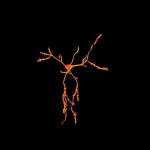 Reconstruction 3d imagej De Cellule Neurale Marquée Au Dii (travaux De Jorge Diaz)