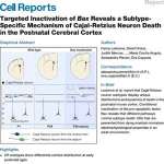 Targeted Inactivation of Bax Reveals a Subtype- Specific Mechanism of Cajal-Retzius Neuron Death in the Postnatal Cerebral Cortex