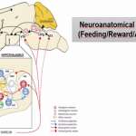 Neuroanatomic networks connecting feeding and reward systems