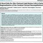 A Novel Role for Dbx1-Derived Cajal-Retzius Cells in Early Regionalization of the Cerebral Cortical Neuroepithelium