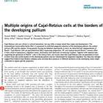 Multiple origins of Cajal-Retzius cells at the borders of the developing pallium