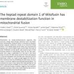 The heptad repeat domain 1 of Mitofusin has membrane destabilization function in mitochondrial fusion