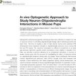 In vivo Optogenetic Approach to Study Neuron-Oligodendroglia Interactions in Mouse Pups