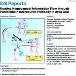 Routing hippocampal information flow throught Parvalbumin interneuron plasticity in area CA2.pdf
