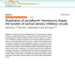 Myelination of parvalbumin interneurons shapes the function of cortical sensory inhibitory circuits
