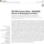 ER-PM Contact Sites – SNARING Actors in Emerging Functions
