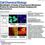 MemBright: A Family of Fluorescent Membrane Probes for Advanced Cellular Imaging and Neuroscience
