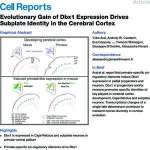 Arai et al. - 2019 - Evolutionary Gain of Dbx1 Expression Drives Subplate Identity in the Cerebral Cortex.pdf