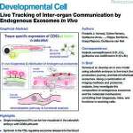 Live Tracking of Inter-organ Communication by Endogenous Exosomes In Vivo
