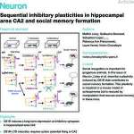 Sequential inhibitory plasticities in hippocampal area CA2 and social memory formation