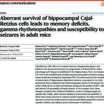 Aberrant survival of hippocampal Cajal- Retzius cells leads to memory deficits, gammarhythmopathies and susceptibility to seizures in adult mice