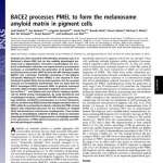 BACE2 processes PMEL to form the melanosome amyloid matrix in pigment cells