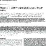 Absence of TI-VAMP Vamp7 Leads to Increased Anxiety in Mice