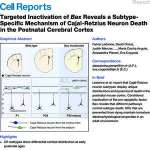 Targeted Inactivation of Bax Reveals a Subtype- Specific Mechanism of Cajal-Retzius Neuron Death in the Postnatal Cerebral Cortex