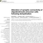 Alteration of synaptic connectivity of oligodendrocyte precursor cells following demyelination.pdf